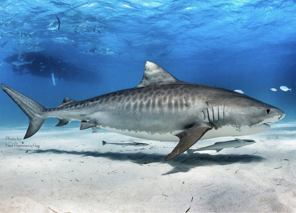 Tiger Shark