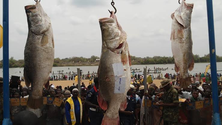 Argungu Fishing Festival