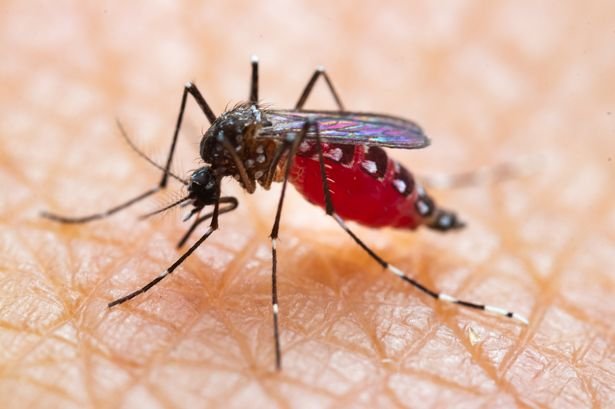 See Why Malaria Still Kills More Than 400,000 People