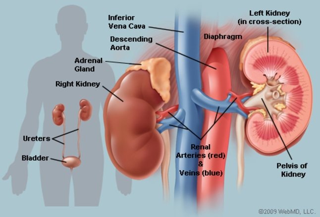 Kidney Infection: (6) Six Things That Silently Kill Your Kidney