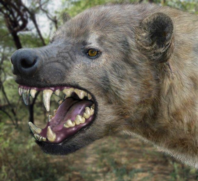 Panic As Giant Hyena Escapes From Imo Zoo