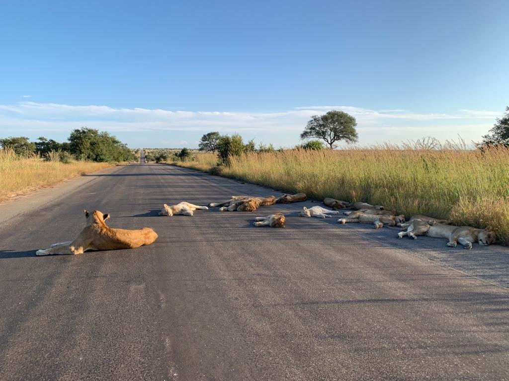 Lions Sleep On Road During Lockdown [Photos]