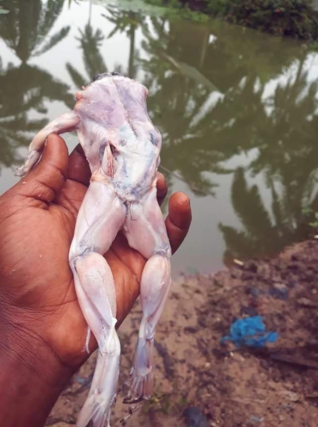 Nigerian Man Makes A Stew With Toad Meat (Photos)
