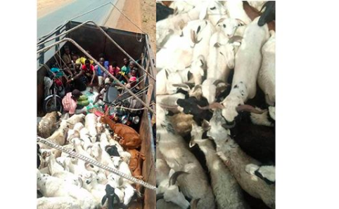 Many Caught Hiding Amongst Rams Sneaking Into Kaduna From Kano 