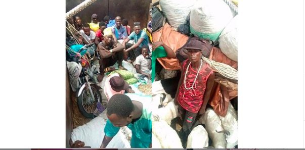 Many Caught Hiding Amongst Rams Sneaking Into Kaduna From Kano