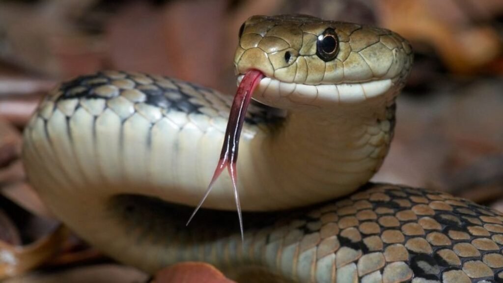 Exposed: Woman Breastfeeds Snake (Photo)