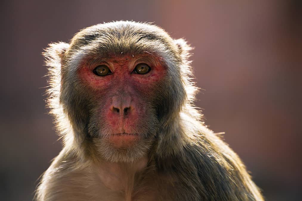 Monkey B Virus: 5 Facts About New Deadly Virus